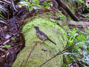 2023年9月17日(日) 早戸川林道の野鳥観察記録