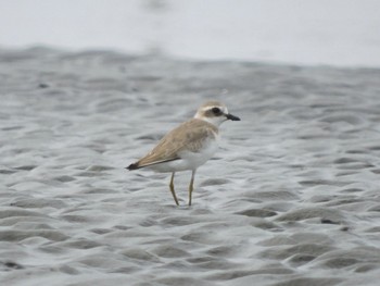 Greater Sand Plover Sambanze Tideland Sat, 9/16/2023