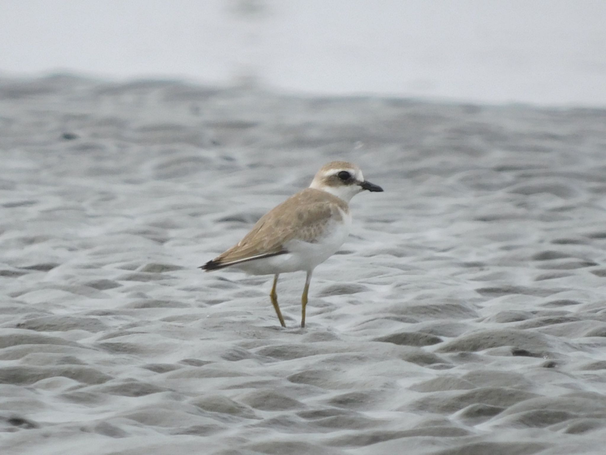 Photo of Greater Sand Plover at Sambanze Tideland by ucello