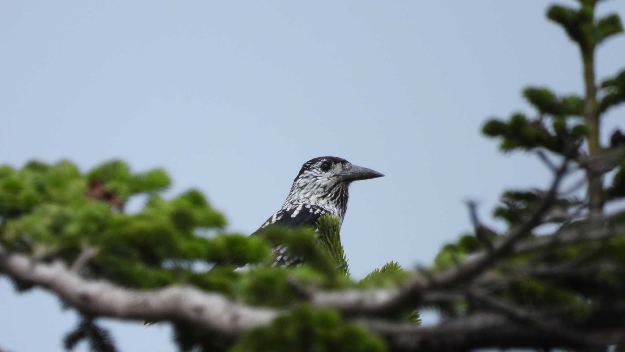 八幡平(岩手県八幡平市) ホシガラスの写真 by 緑の風