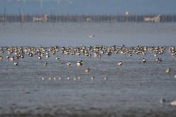 ツクシガモ 大授搦(東与賀干潟) 2023年1月22日(日)