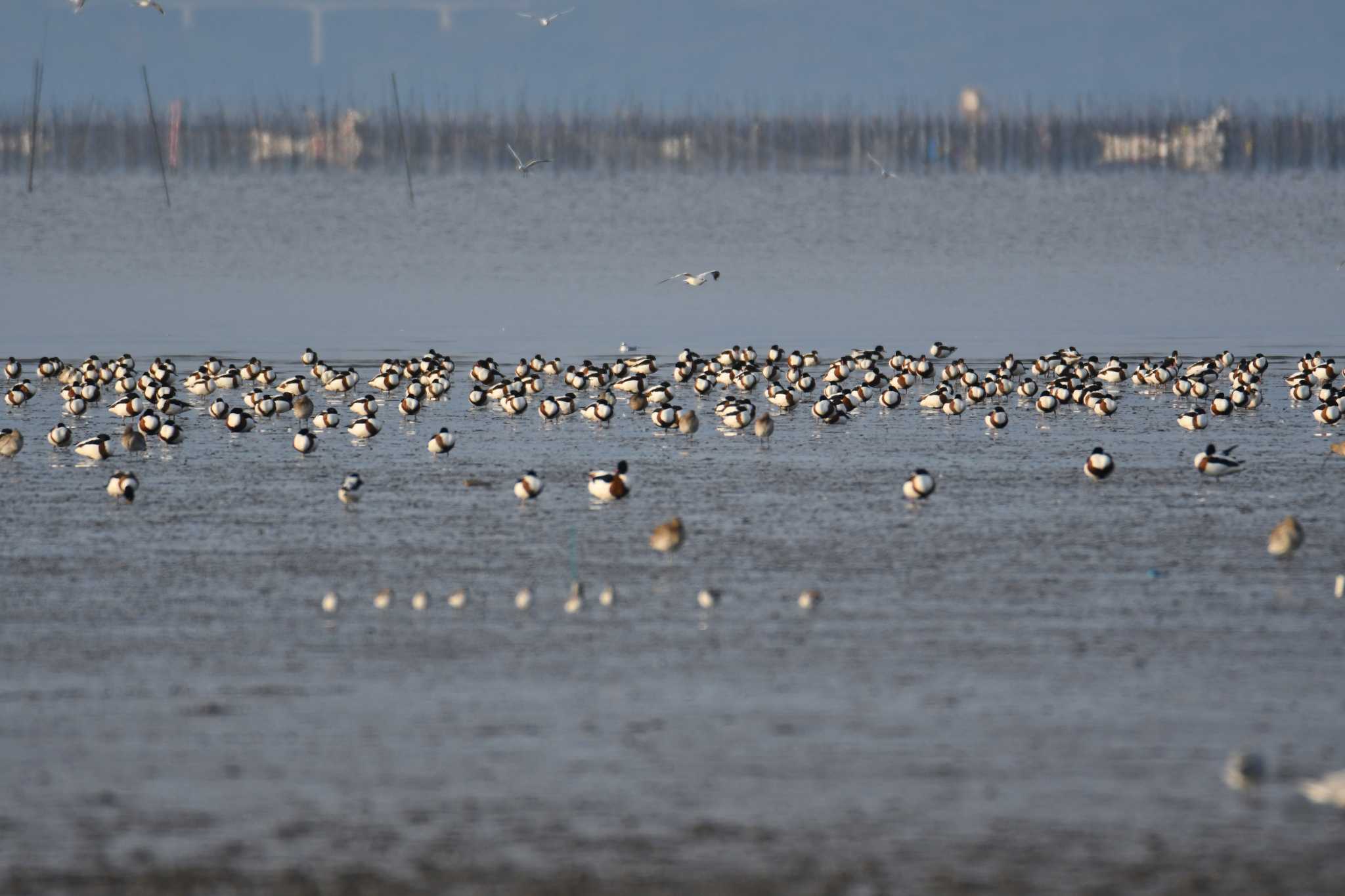 Common Shelduck