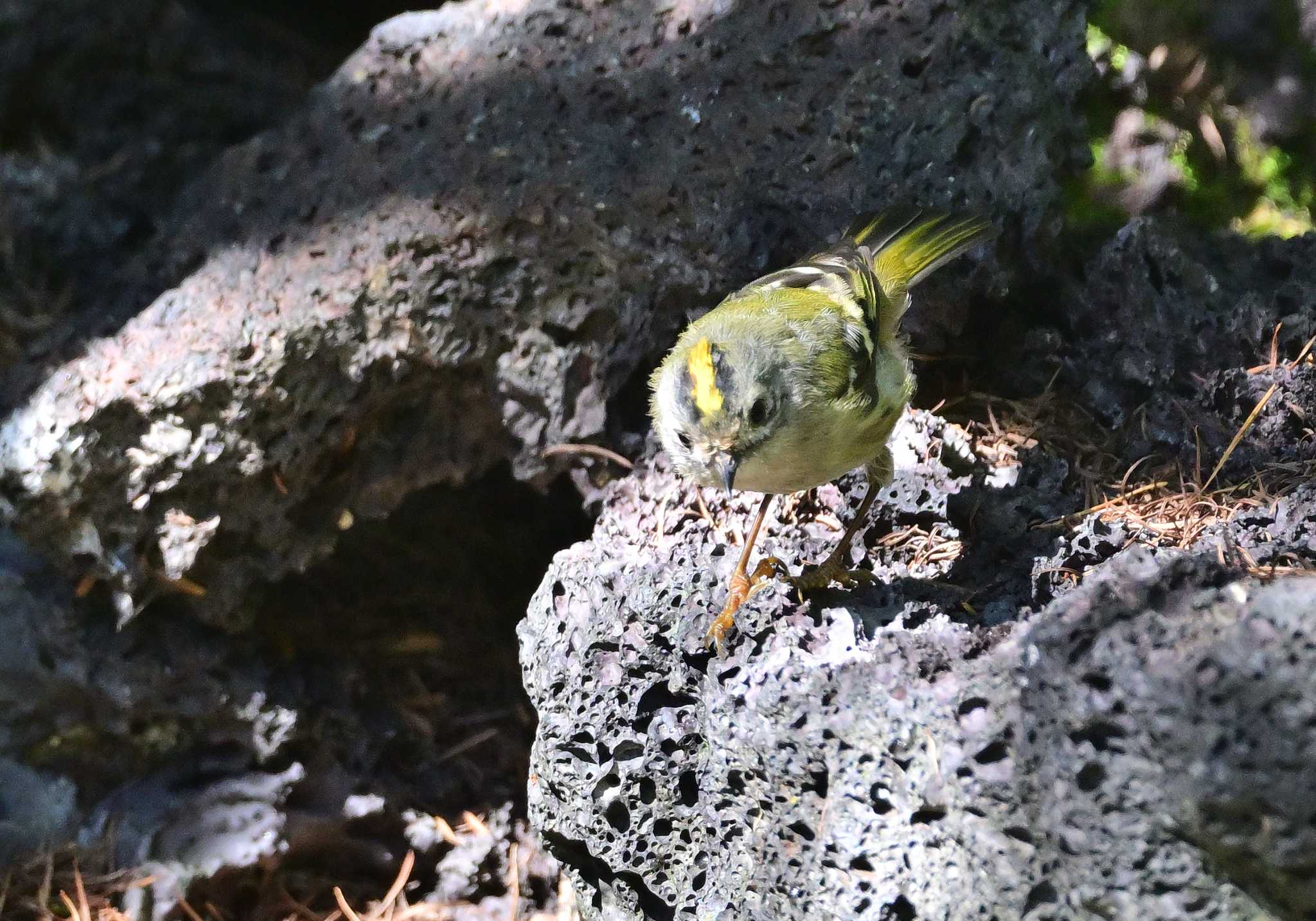 Goldcrest