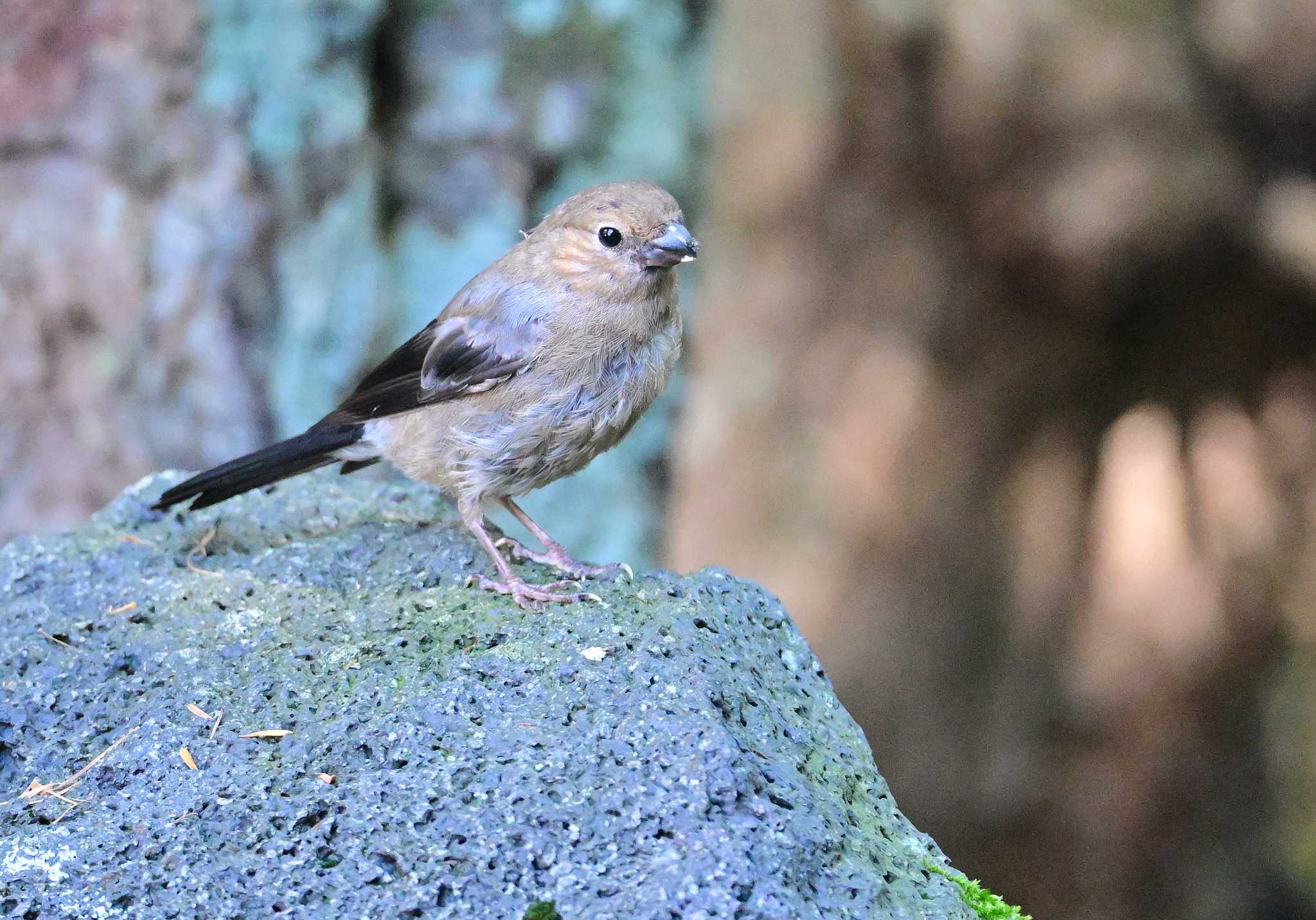 Photo of Eurasian Bullfinch at Okuniwaso(Mt. Fuji) by 塩コンブ