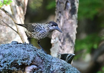 2023年9月17日(日) 奥庭荘(富士山)の野鳥観察記録