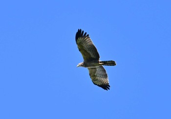 Crested Honey Buzzard Okuniwaso(Mt. Fuji) Sun, 9/17/2023