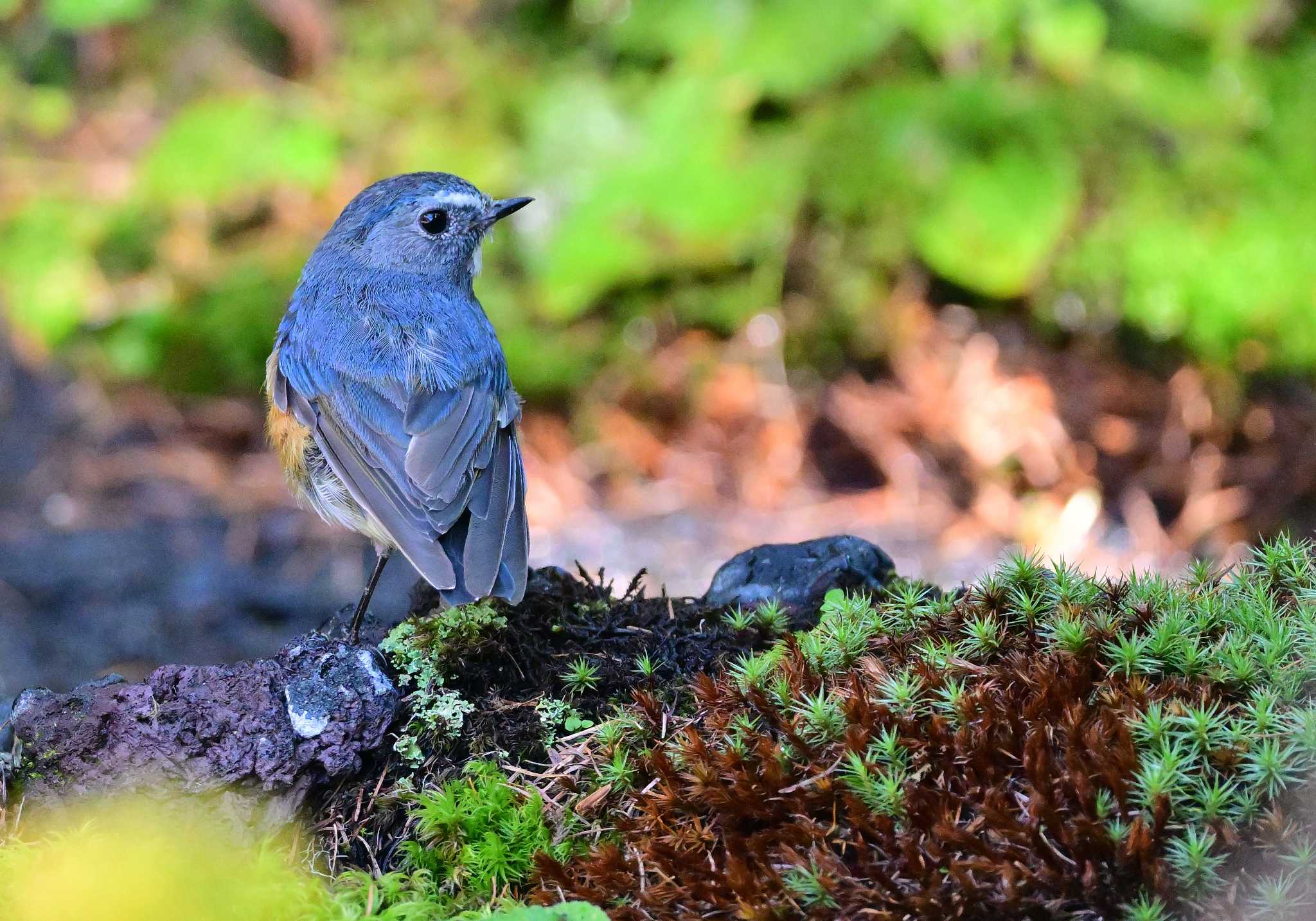 Red-flanked Bluetail