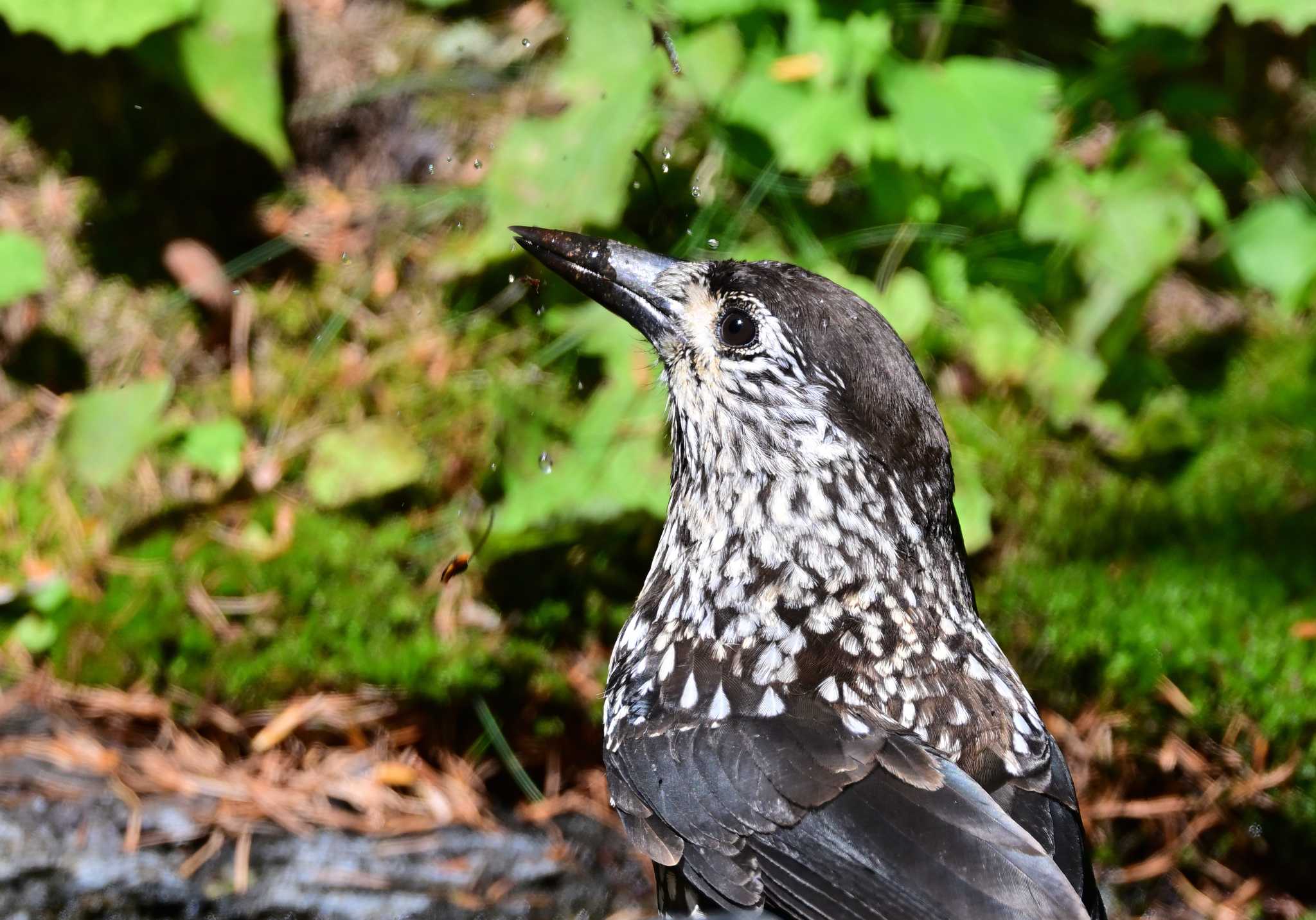 Spotted Nutcracker