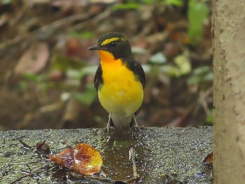 2023年9月17日(日) 権現山(弘法山公園)の野鳥観察記録