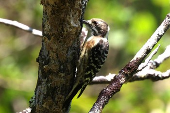 2023年9月17日(日) 早戸川林道の野鳥観察記録