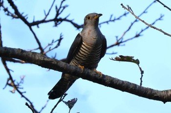 2023年9月17日(日) 宮ケ瀬湖の野鳥観察記録