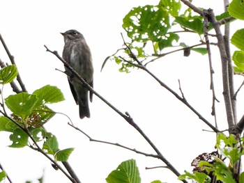 Sun, 9/17/2023 Birding report at 盤渓市民の森(札幌市中央区)