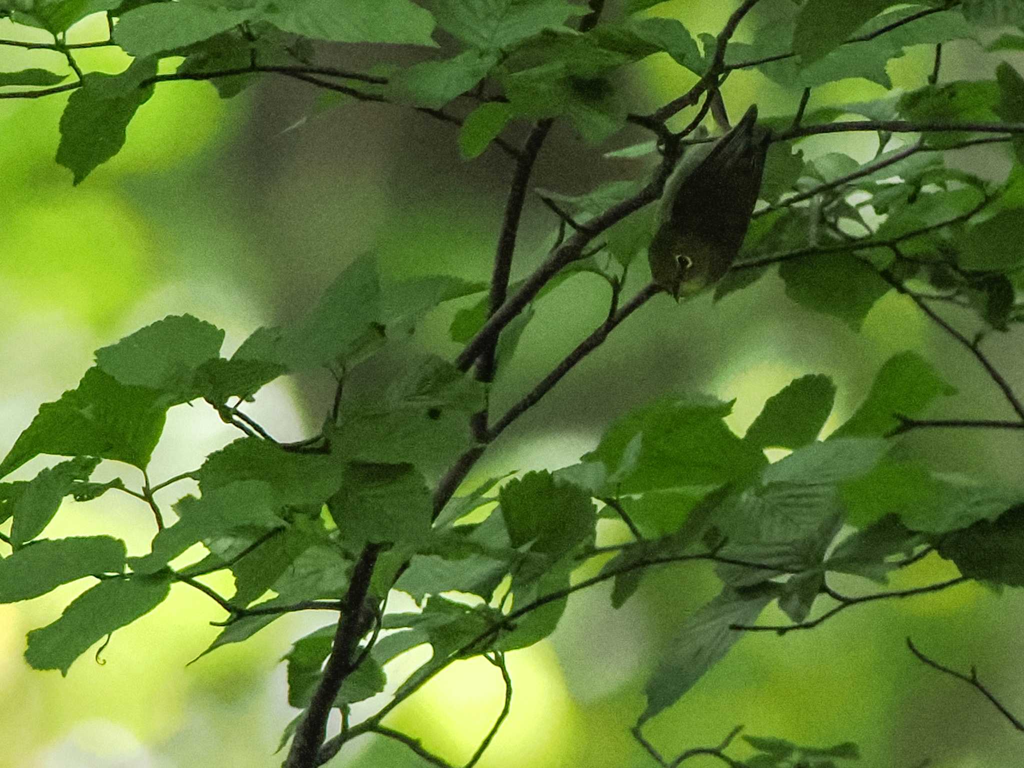 盤渓市民の森(札幌市中央区) メジロの写真 by 98_Ark (98ｱｰｸ)