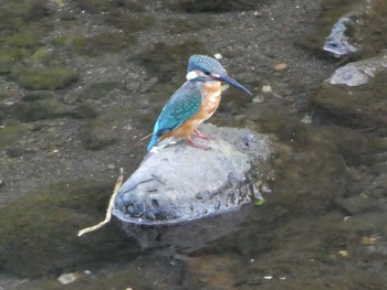 2018年9月8日(土) 恩田川(高瀬橋付近)の野鳥観察記録