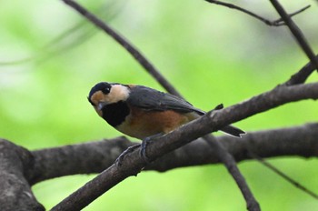 Varied Tit 伊香保森林公園 Sun, 9/17/2023