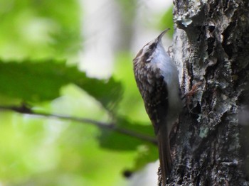 2023年9月17日(日) 戦場ヶ原の野鳥観察記録