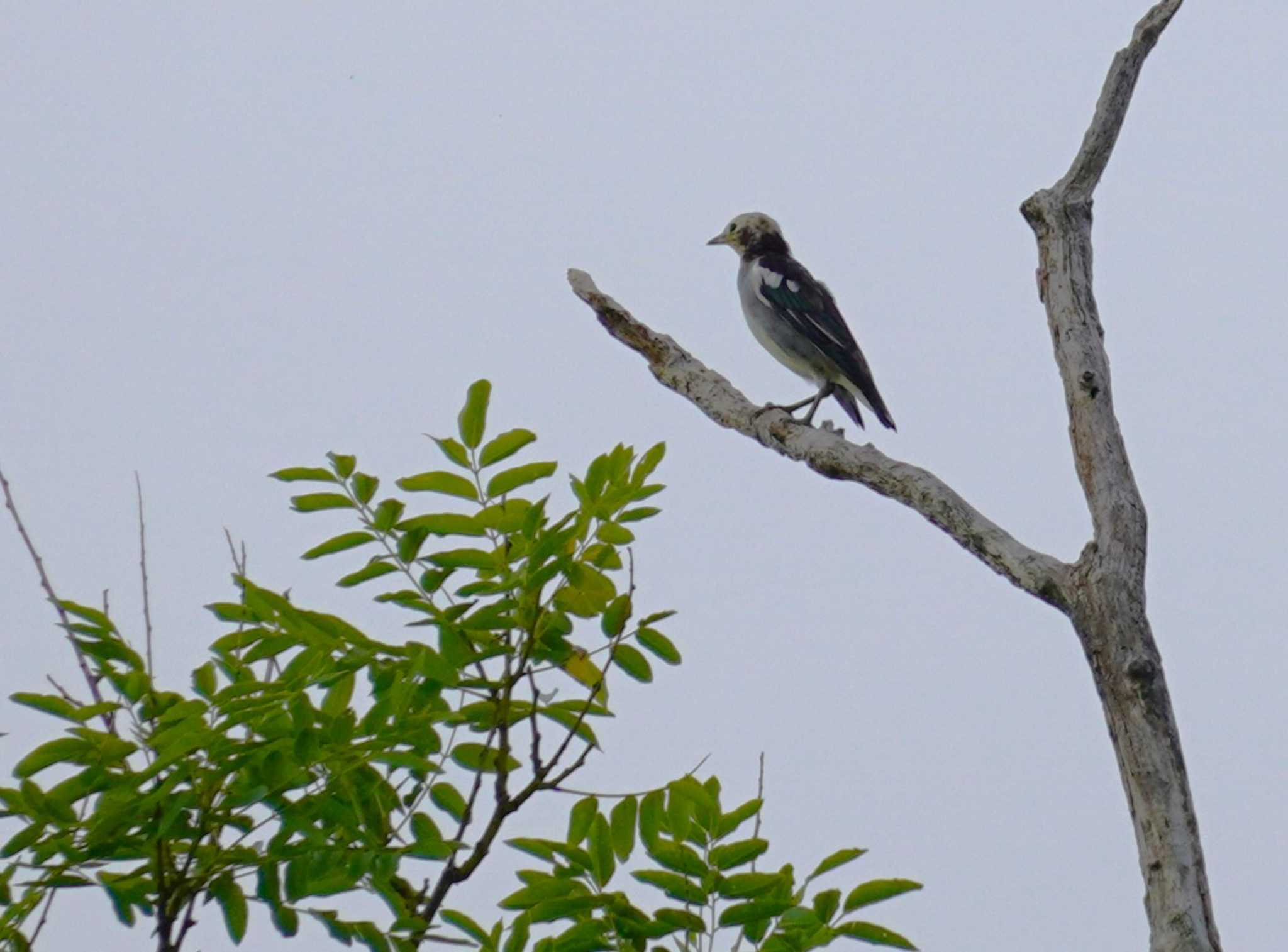 Chestnut-cheeked Starling