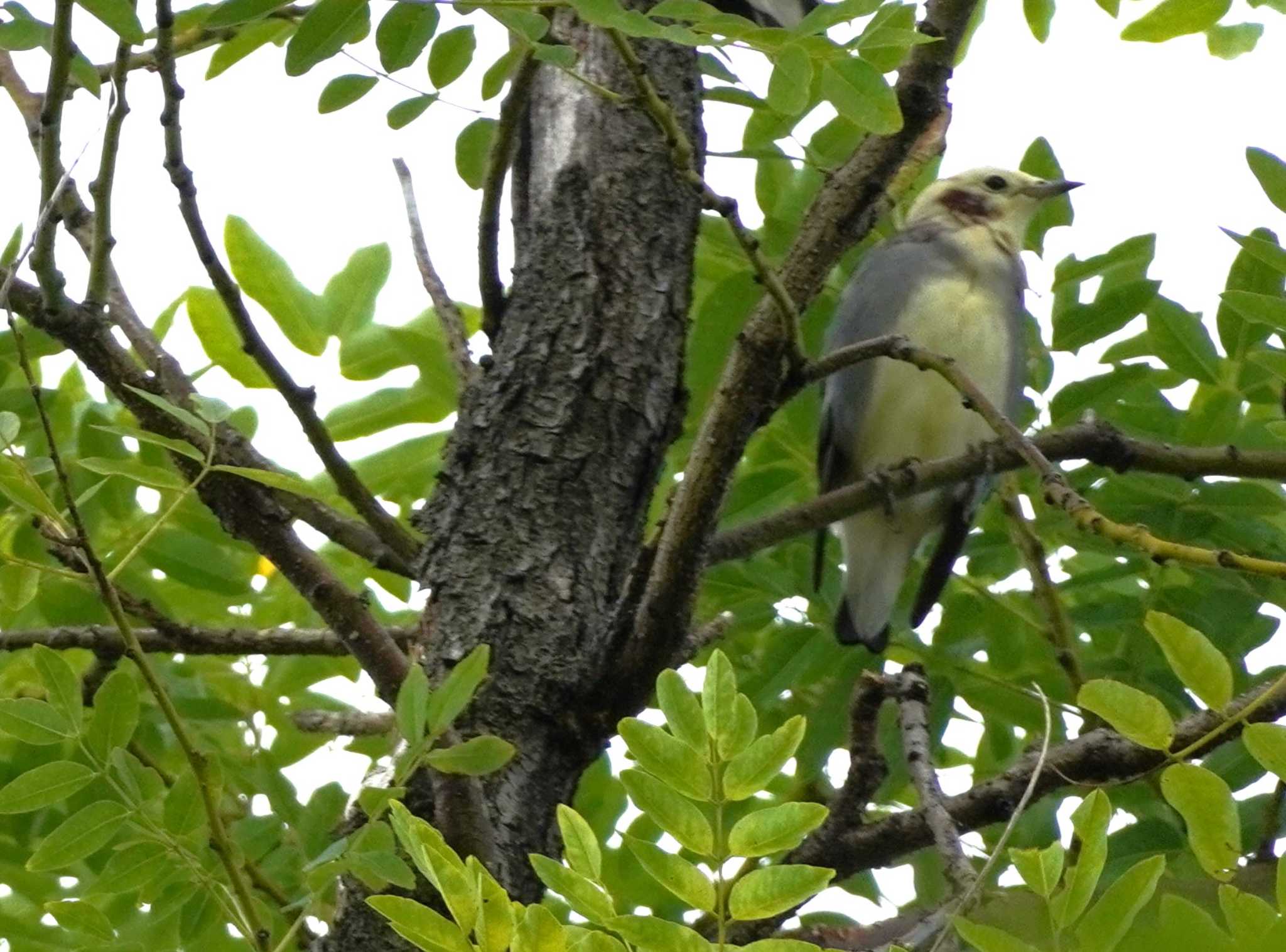 Chestnut-cheeked Starling