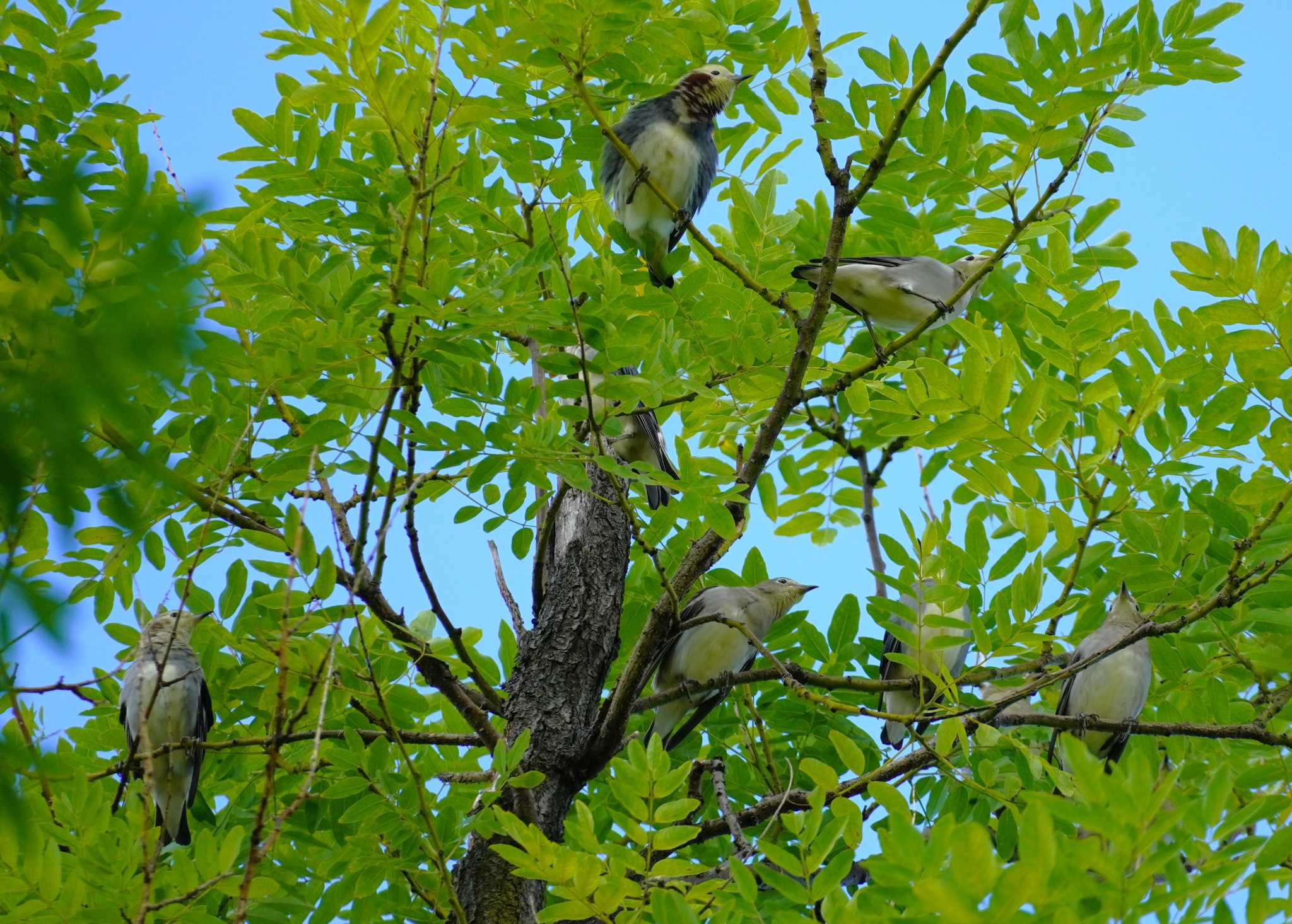 Chestnut-cheeked Starling