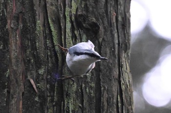 Eurasian Nuthatch 伊香保森林公園 Sun, 9/17/2023