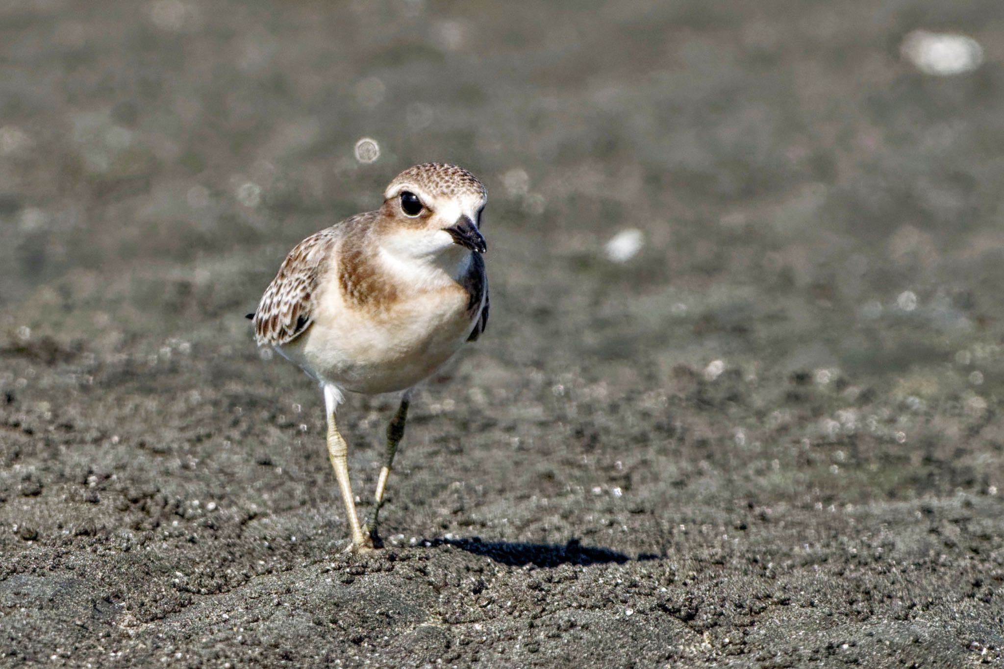 Siberian Sand Plover