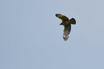 Crested Honey Buzzard Okuniwaso(Mt. Fuji) Wed, 9/13/2023