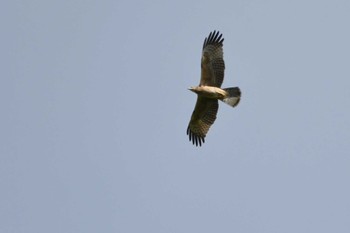 Crested Honey Buzzard Okuniwaso(Mt. Fuji) Wed, 9/13/2023