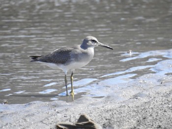 キアシシギ ふなばし三番瀬海浜公園 2023年9月17日(日)