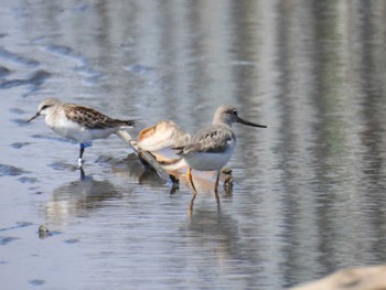 ソリハシシギ ふなばし三番瀬海浜公園 2023年9月17日(日)