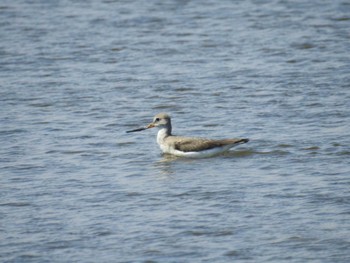 Terek Sandpiper Sambanze Tideland Sun, 9/17/2023