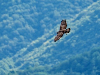 Crested Honey Buzzard Shirakaba-touge Fri, 9/15/2023