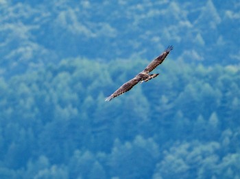 Crested Honey Buzzard Shirakaba-touge Fri, 9/15/2023