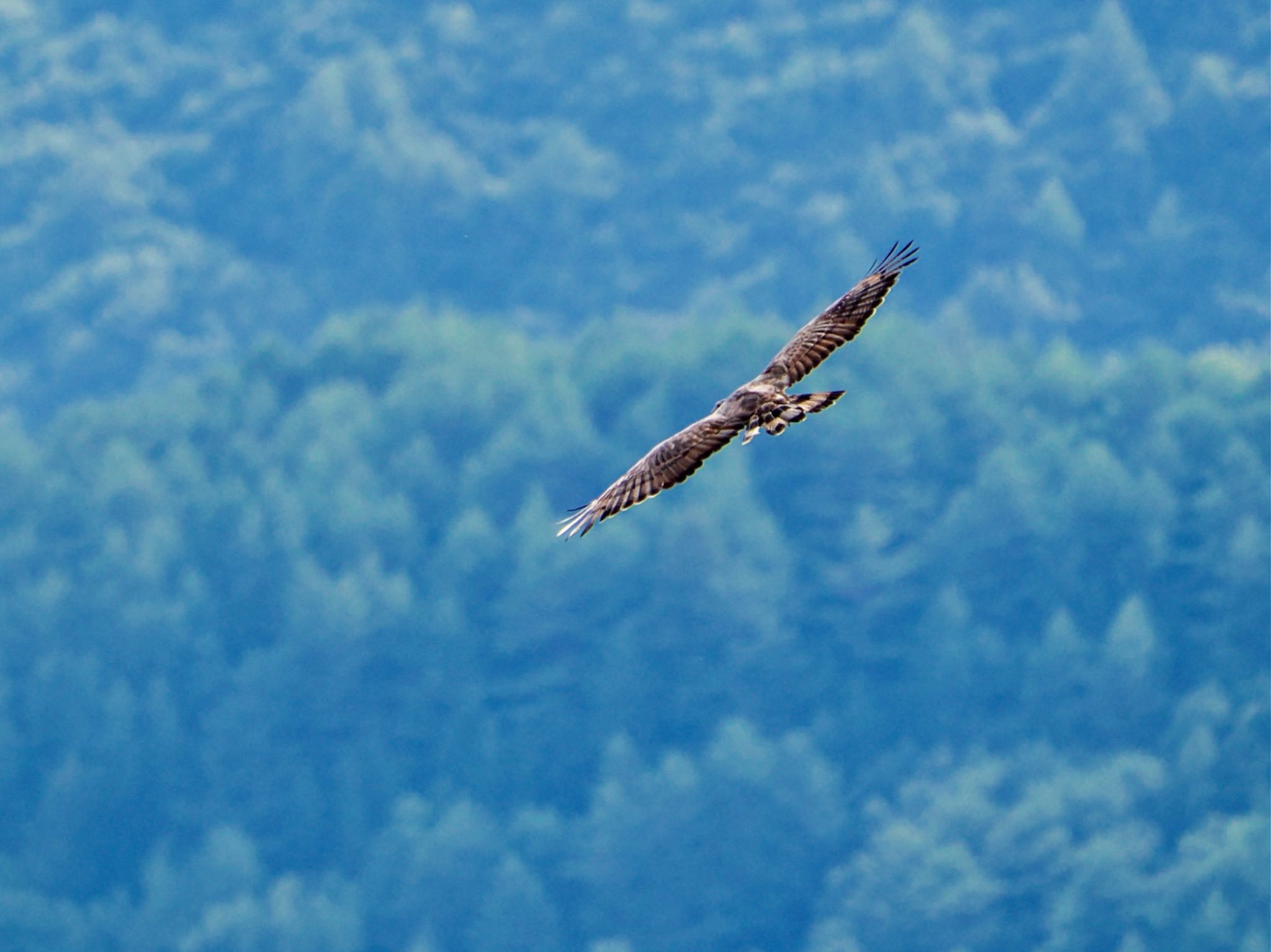 Crested Honey Buzzard