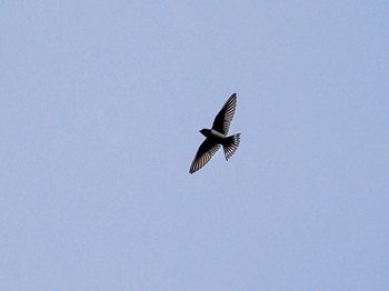 Barn Swallow Shirakaba-touge Fri, 9/15/2023