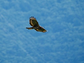 Crested Honey Buzzard Shirakaba-touge Fri, 9/15/2023