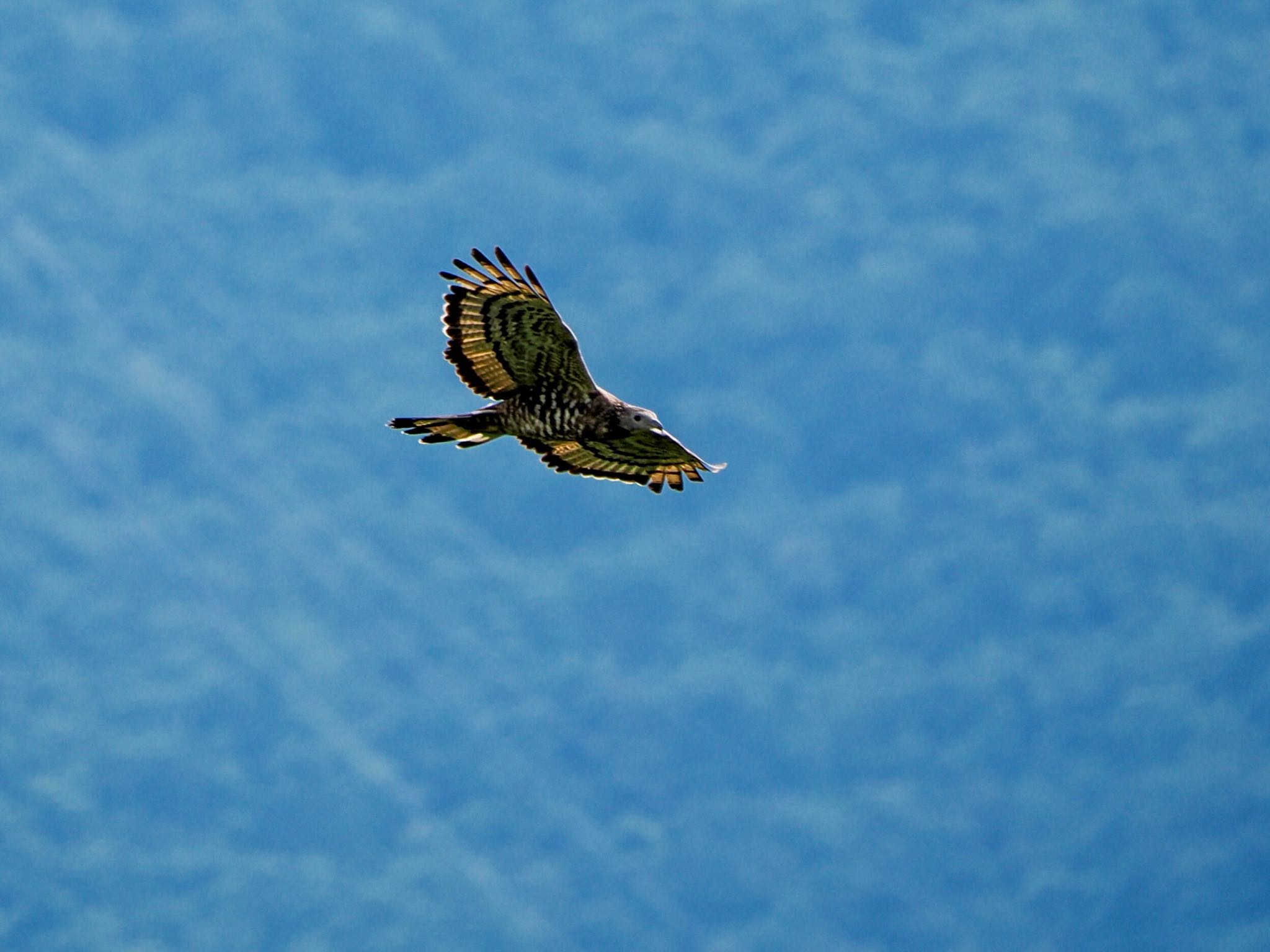 Crested Honey Buzzard