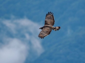 Crested Honey Buzzard Shirakaba-touge Fri, 9/15/2023