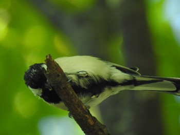 Japanese Tit あいの里公園 Sun, 9/3/2023