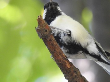 Japanese Tit あいの里公園 Sun, 9/3/2023