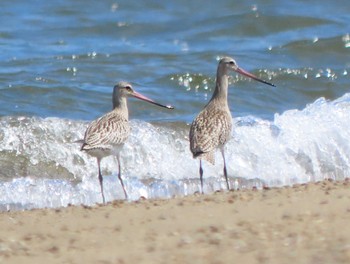 Bar-tailed Godwit Gonushi Coast Sun, 9/17/2023