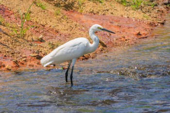 Little Egret 加古大池 Mon, 9/4/2023