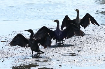 Sun, 9/10/2023 Birding report at Kasai Rinkai Park