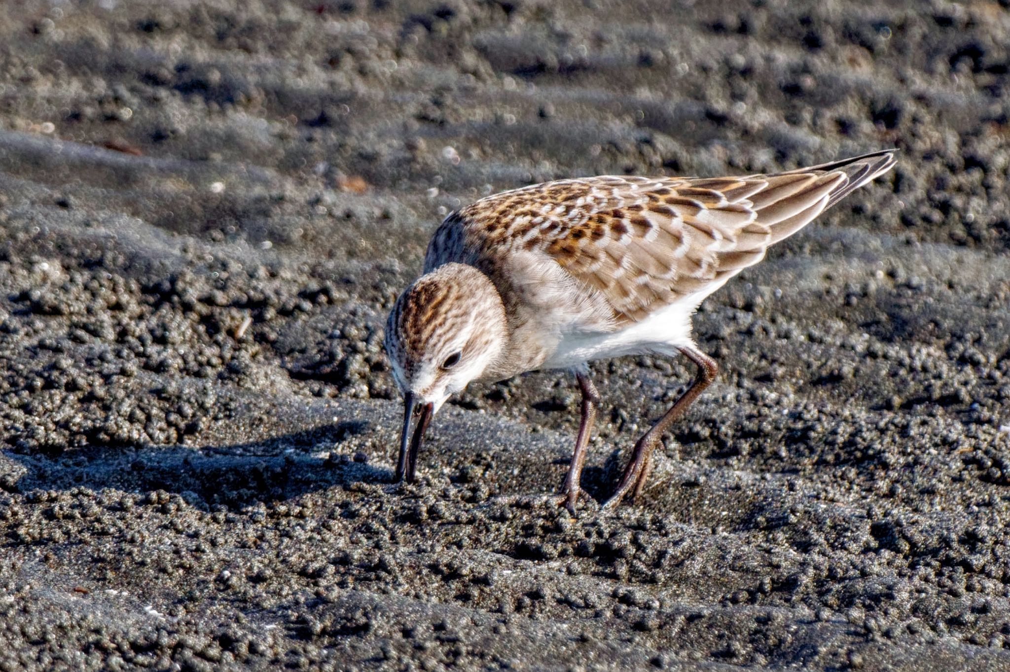 Red-necked Stint