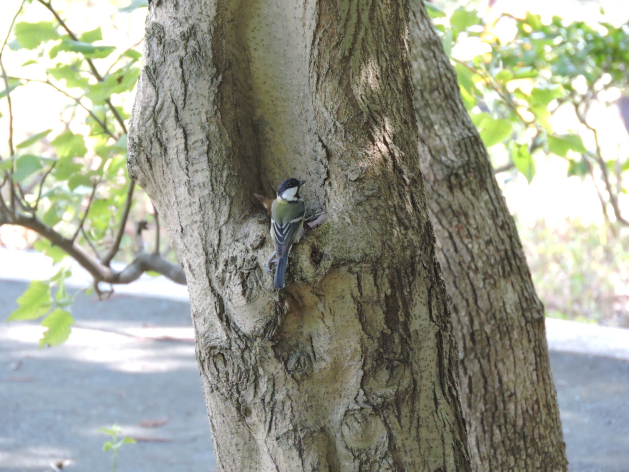 Japanese Tit