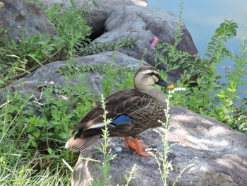 Eastern Spot-billed Duck Osaka Tsurumi Ryokuchi Sun, 9/17/2023