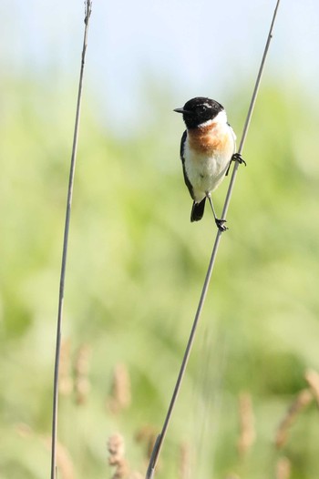 Amur Stonechat はまなすの丘公園(石狩市) Sun, 6/25/2023