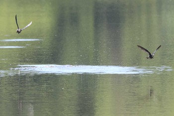 White-throated Needletail Unknown Spots Sun, 6/25/2023