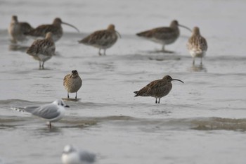 チュウシャクシギ 大授搦(東与賀干潟) 2023年1月22日(日)