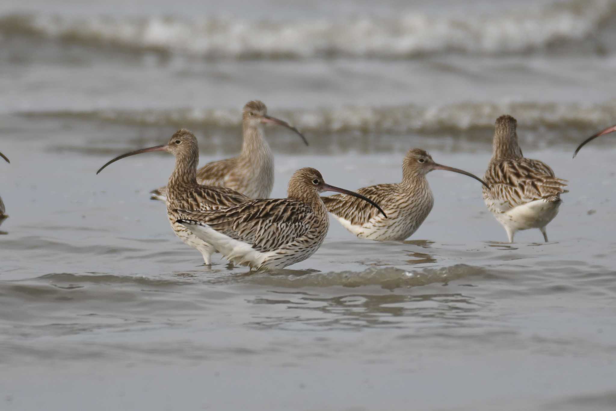 Eurasian Curlew