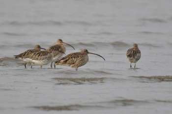 ホウロクシギ 大授搦(東与賀干潟) 2023年1月22日(日)